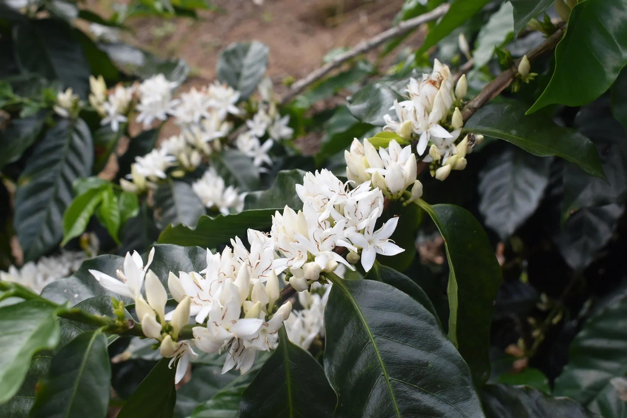 Bolivia Microlot: Juan Jose Machicado -Kantutani. Available at the Annex (CA), Continental (NJ) & Salisbury, MA. NEW FARMER!