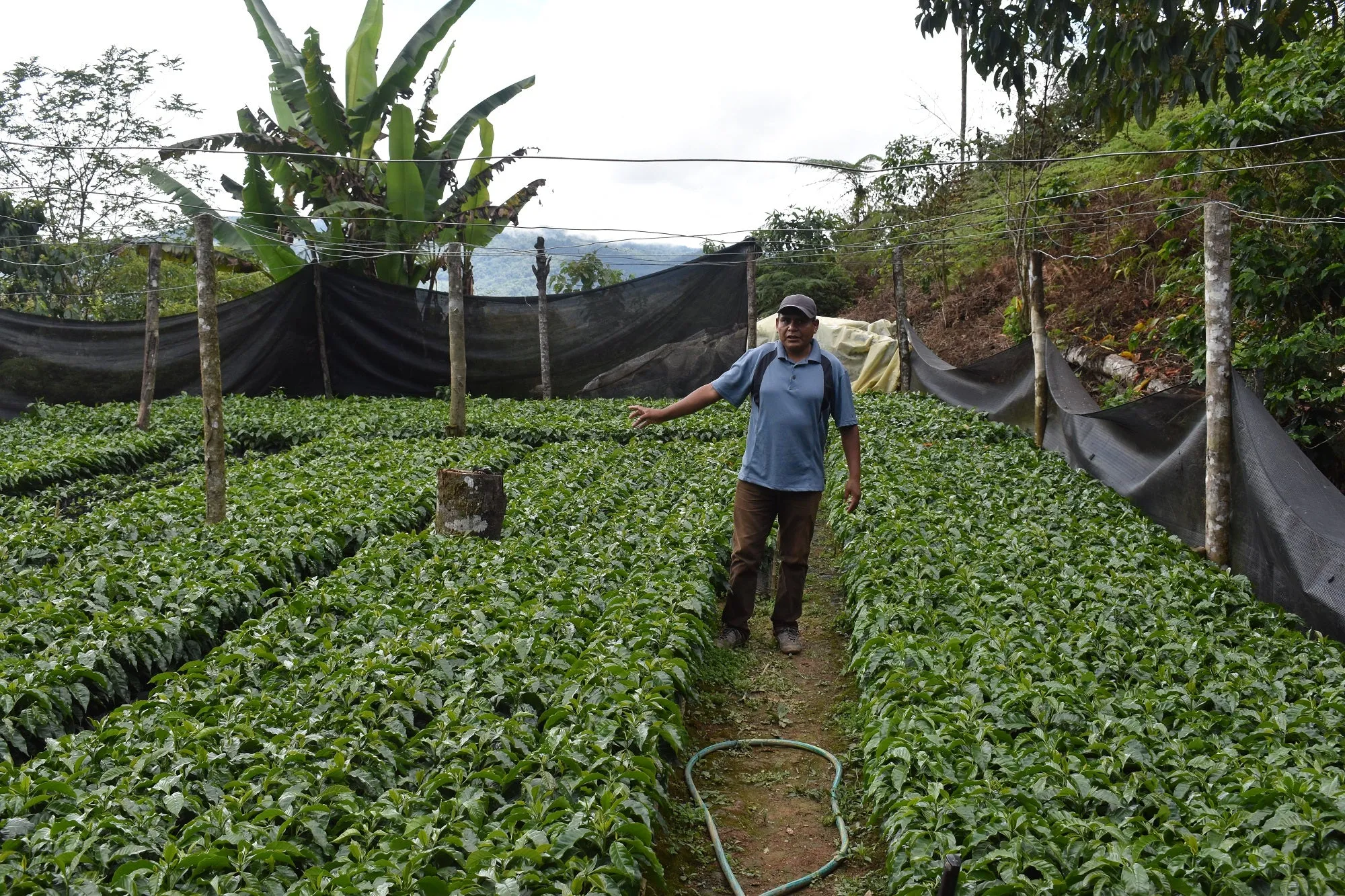 Bolivia Microlot: Juan Jose Machicado -Kantutani. Available at the Annex (CA), Continental (NJ) & Salisbury, MA. NEW FARMER!