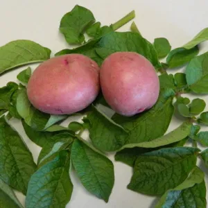 Chieftain Potato