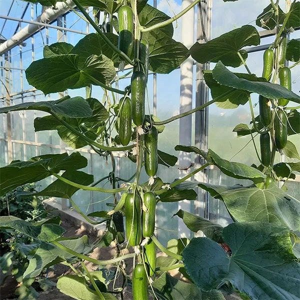Cucumber Party Time Seeds