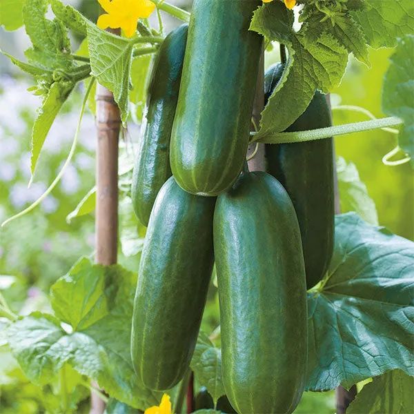 Cucumber Party Time Seeds