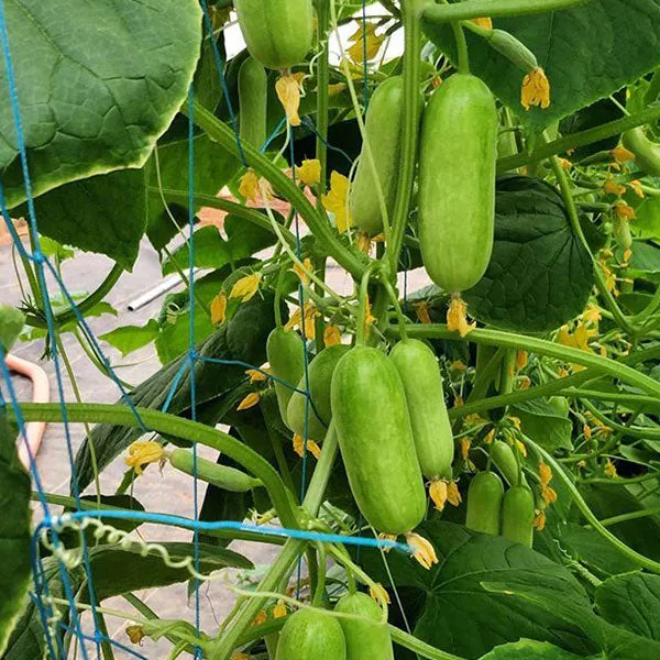 Cucumber Party Time Seeds