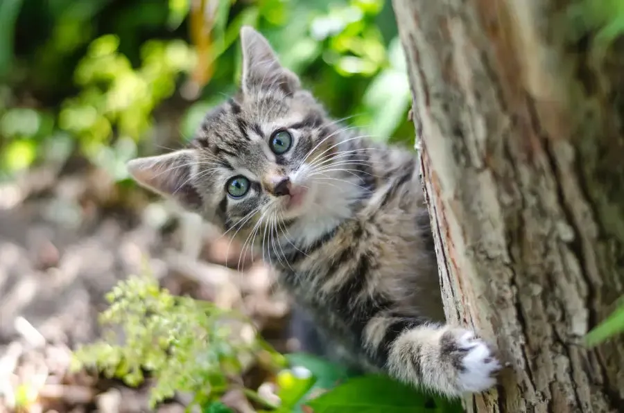 ESSENTIAL 'THE LITTLE LION' 3KG KITTEN FOOD