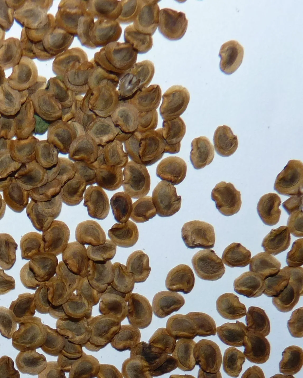Yellow rattle seed 2024 harvest