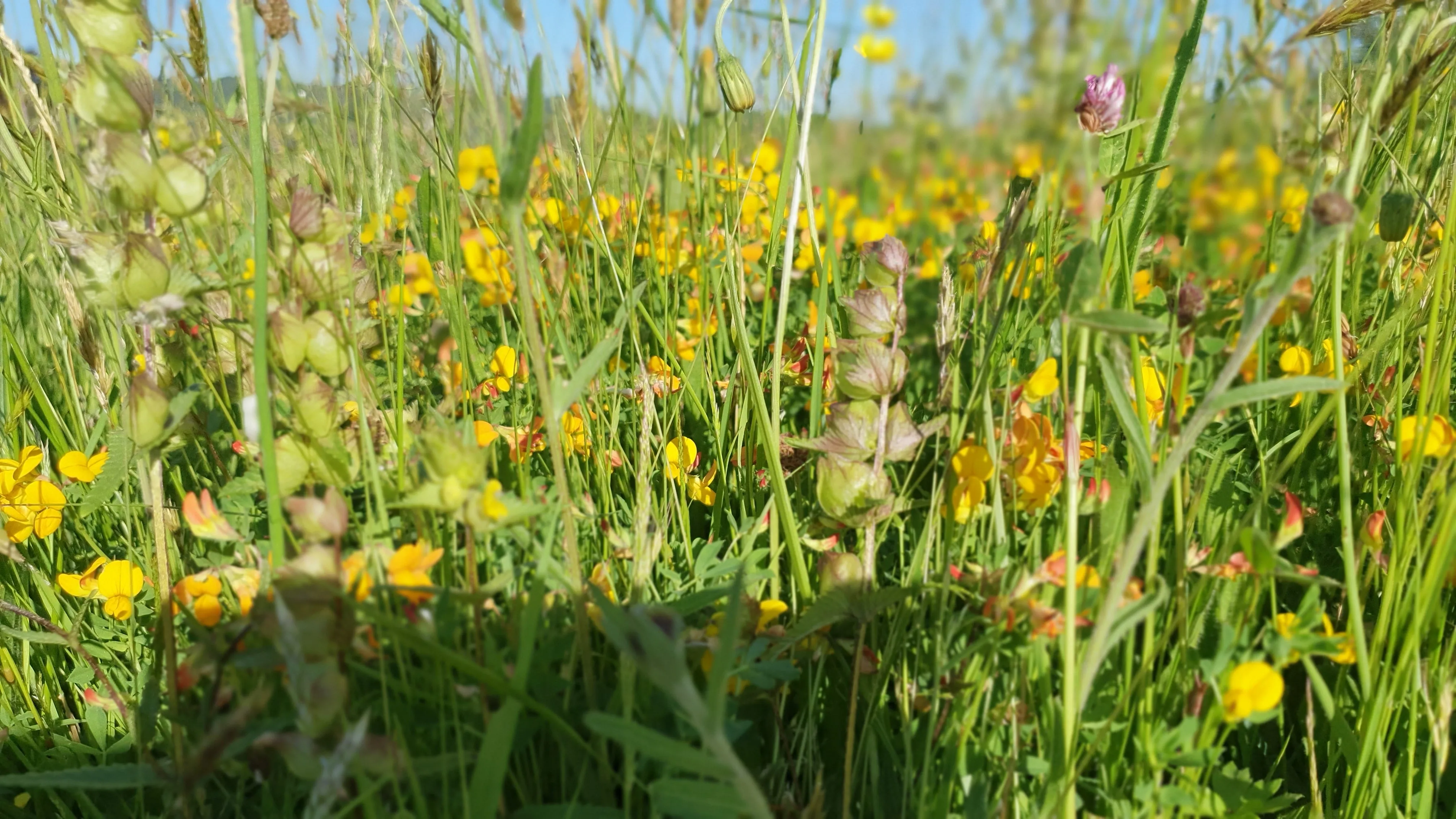 Yellow rattle seed 2024 harvest