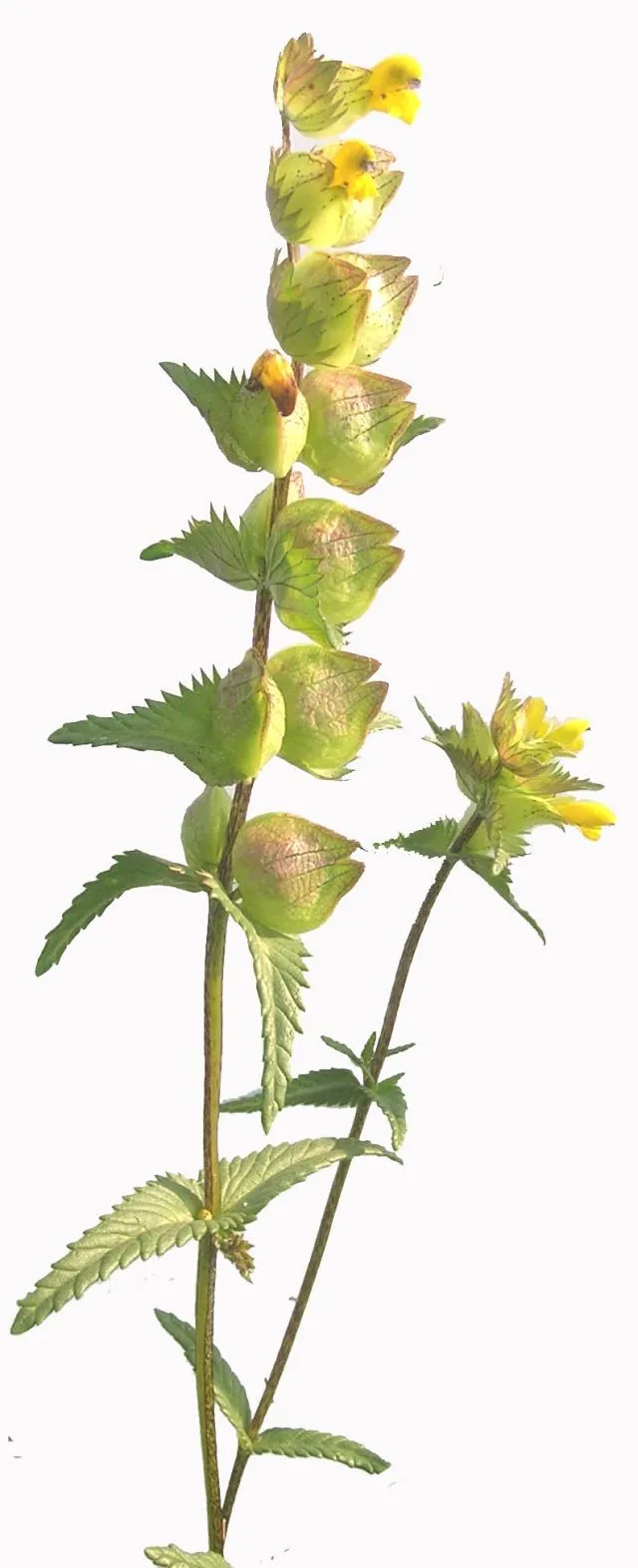Yellow rattle seed 2024 harvest